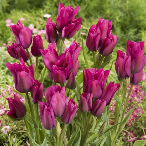 Tulip Rembrandt Helmar Bulbs