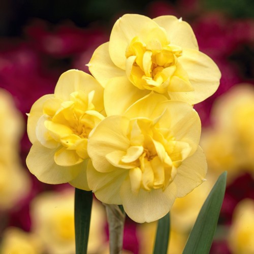 Daffodil Yellow...