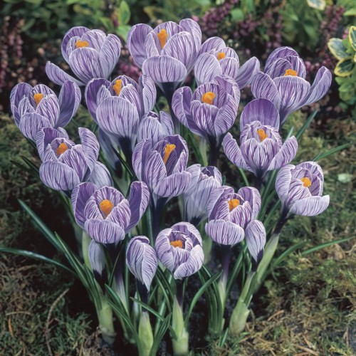 Crocus King of the Striped...