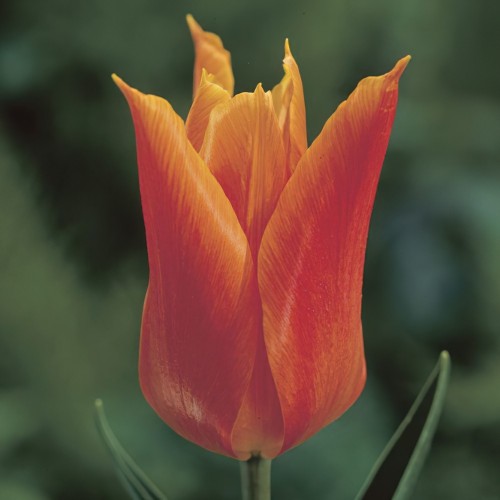 Tulip Lily Ballerina Bulbs