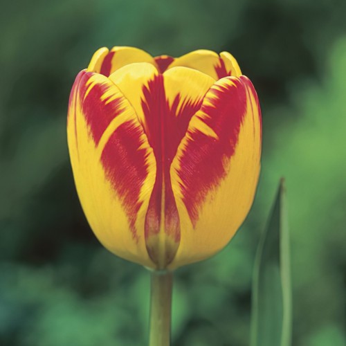 Tulip Darwin Banja Luka Bulbs