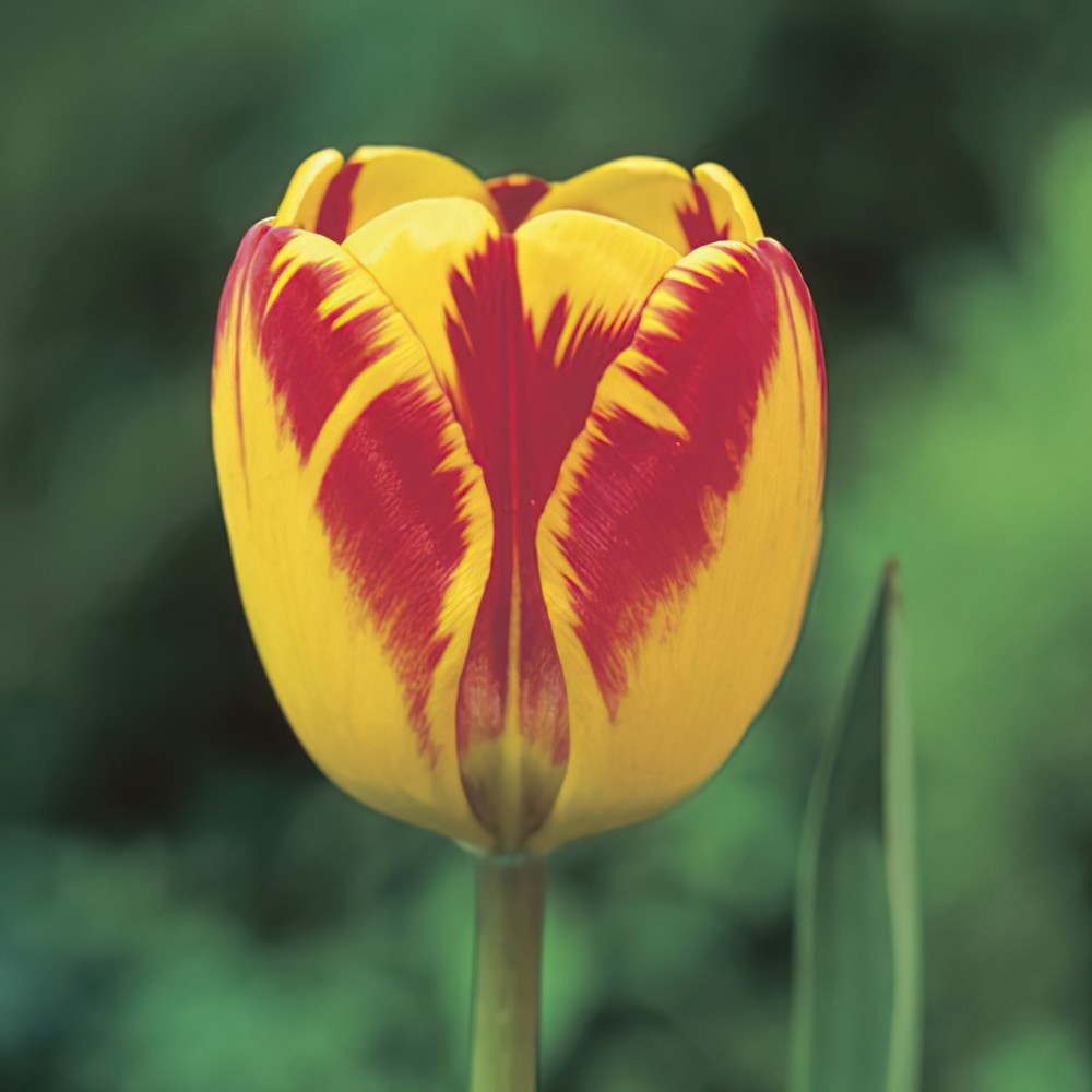 Banja Luka Tulip Bulbs - Darwin Tulips | Buy Online | Boston Bulbs