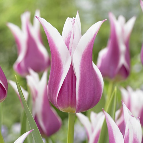 Tulip Lily Claudia Bulbs