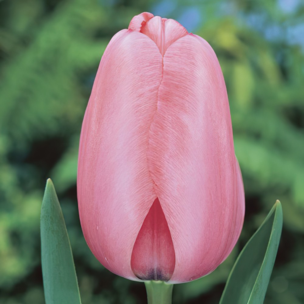 Pink Impression Tulip Bulbs - Darwin Tulips | Buy Online | Boston Bulbs