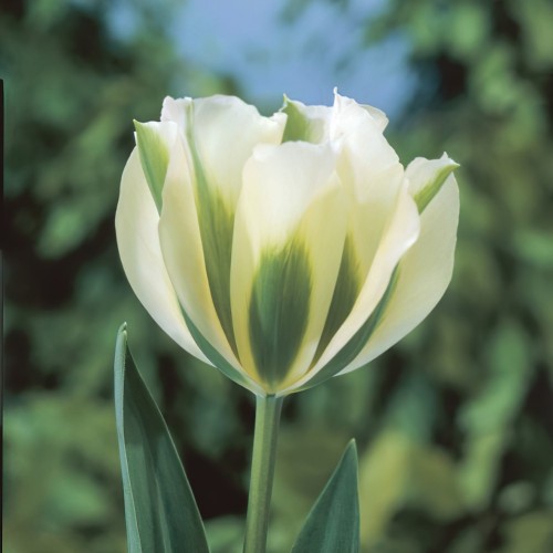 Tulip Viridiflora Spring...