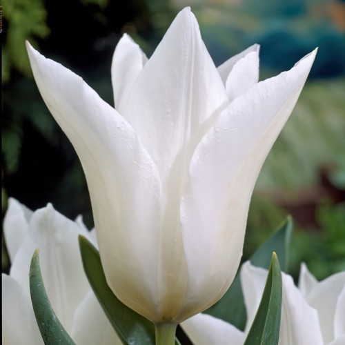 Tulip Lily White...