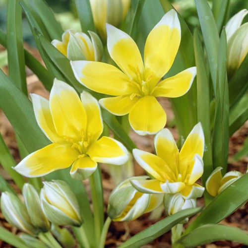 Tulip Specie Tarda Bulbs