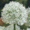 Allium Mount Everest Bulbs