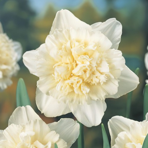 Daffodil Ice King Bulbs
