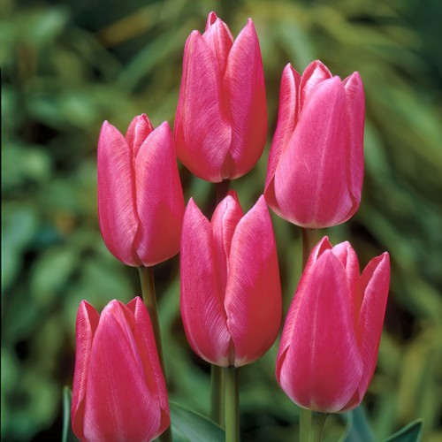 Tulip Triumph Carola Bulbs