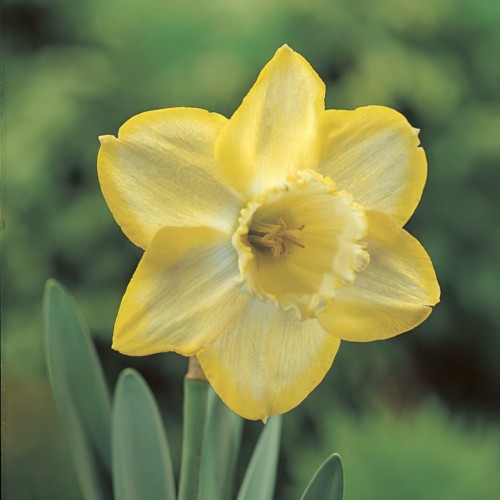 Daffodil Binkie Bulbs
