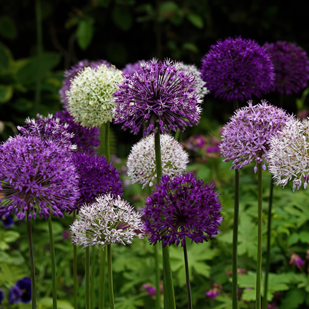 Azureum (Caeruleum) Allium Bulbs | Buy Online | Boston Bulbs