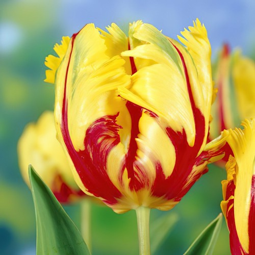Tulip Parrot Texas Flame Bulbs