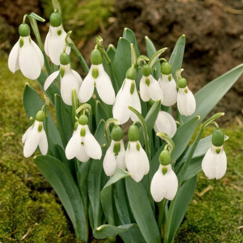 Giant Snowdrop Bulbs in the...