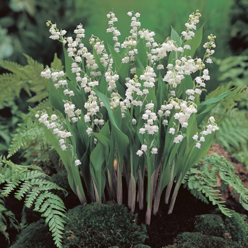 Lily Of The Valley Bulbs in the Green (Convallaria Majalis)