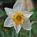 Daffodil Interim Bulbs