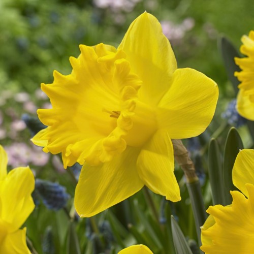 Geranium Daffodil Bulbs | Buy Online | Boston Bulbs