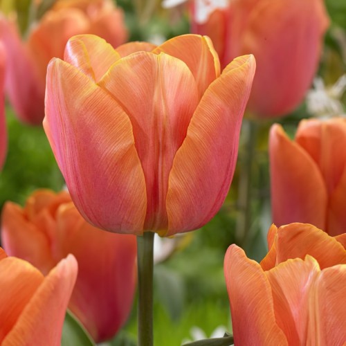 Tulip Triumph Charade Bulbs