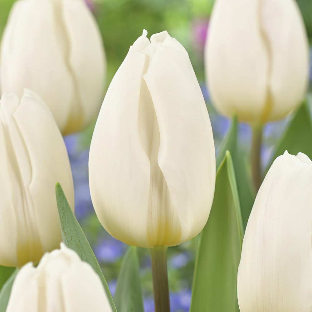 White Flag Tulip Bulbs - Single Early Tulips | Buy Online | Boston Bulbs