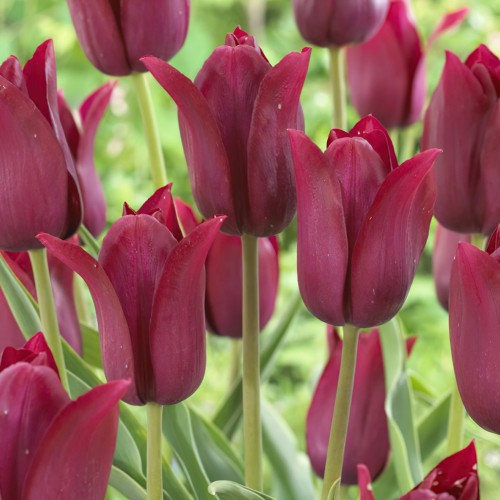Tulip Lily Merlot Bulbs