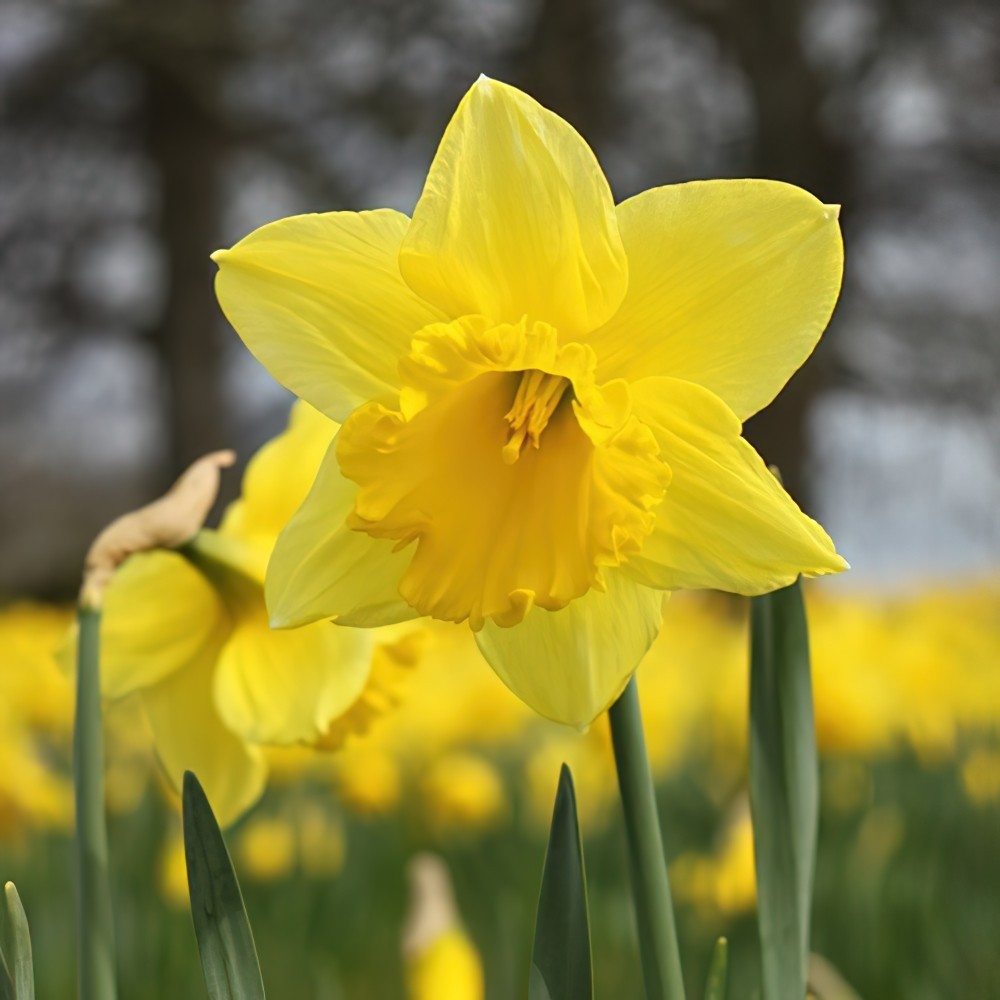 Carlton Daffodil Bulbs, Always Wholesale Pricing