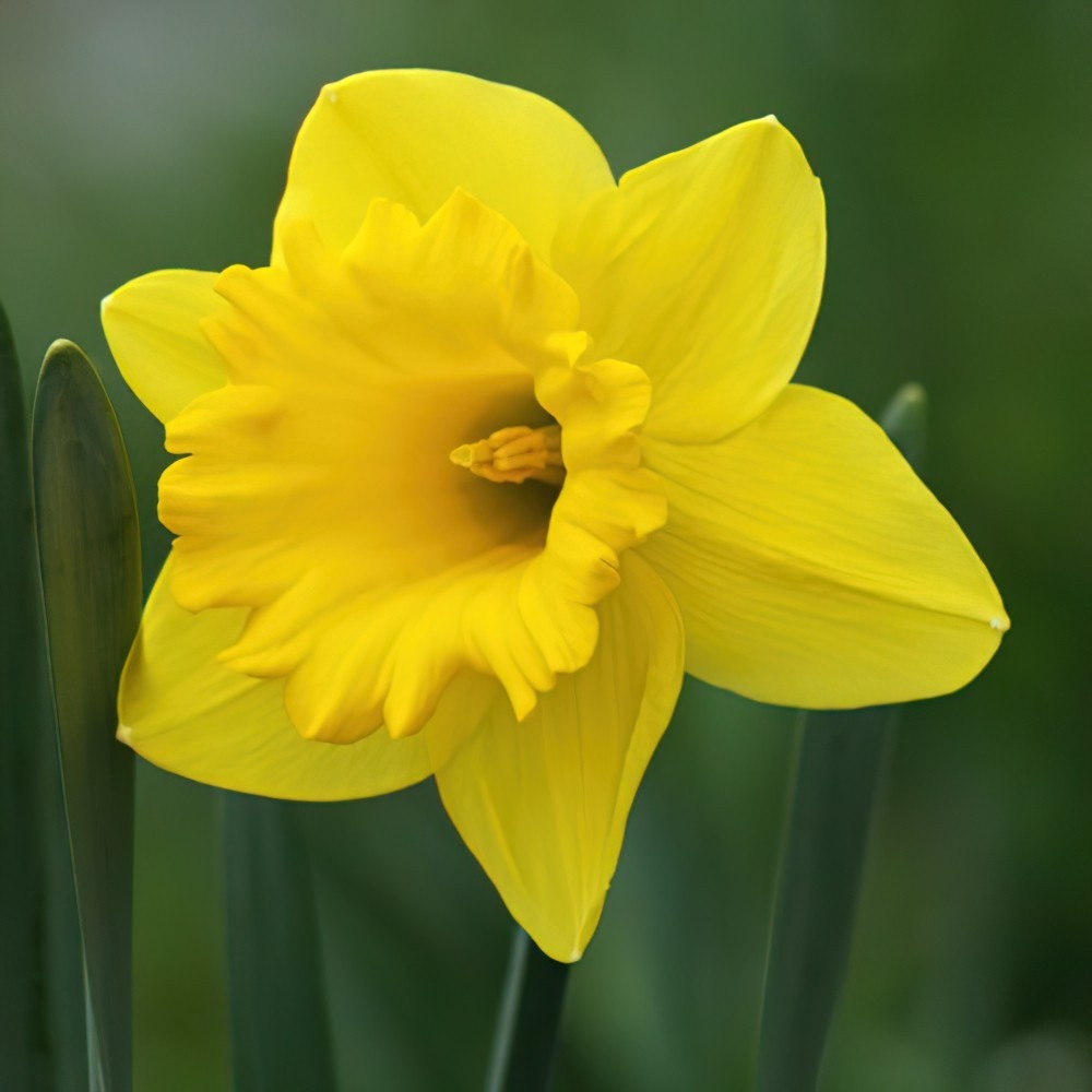 Carlton Daffodil Bulbs, Always Wholesale Pricing