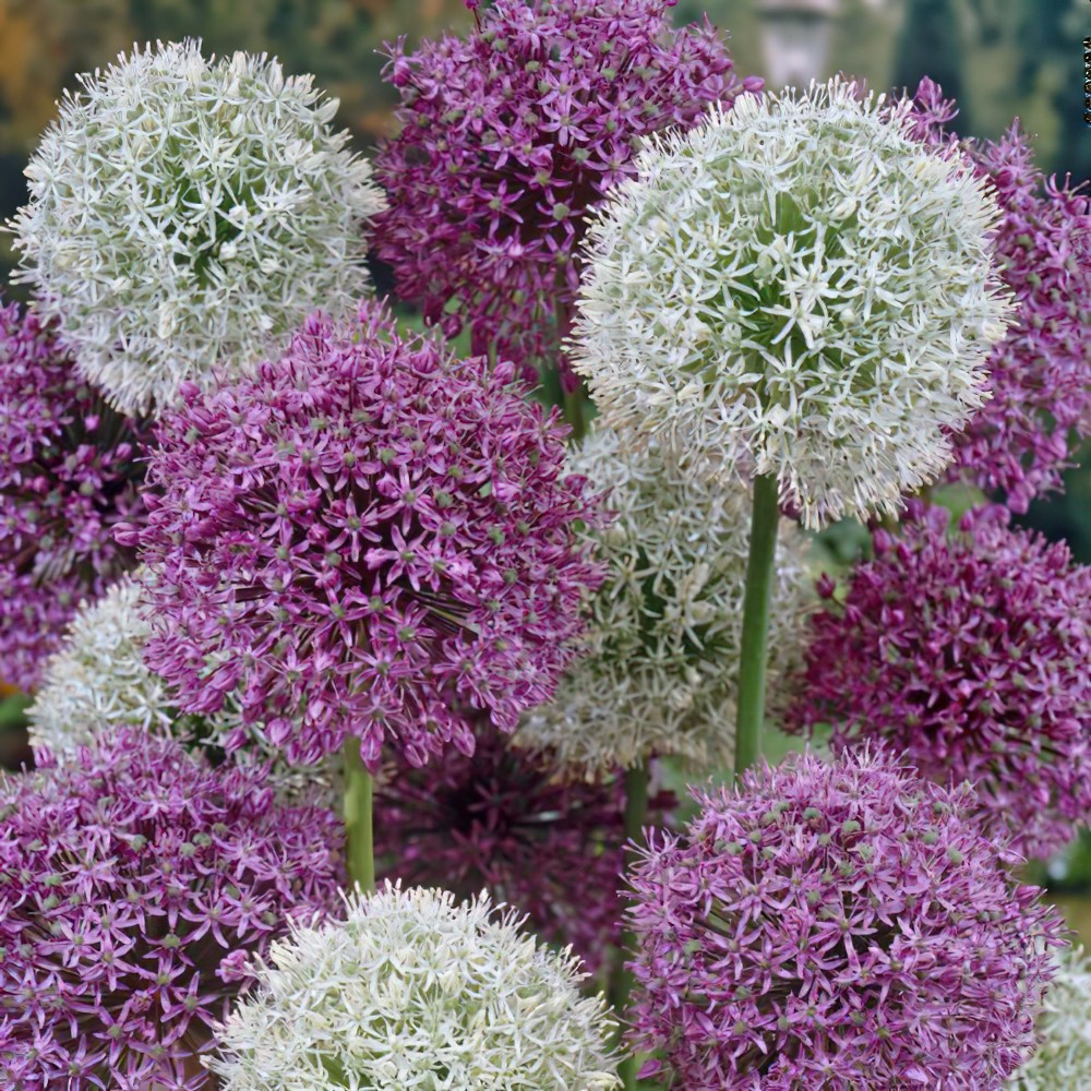 Mixed Giant Alliums Allium Bulbs