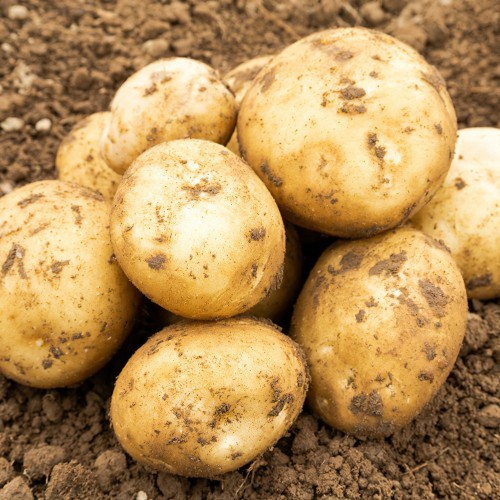 Rocket Seed Potato
