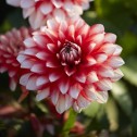 Larrys Love Pot/Border Dahlia