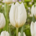 Tulip Single Early White...