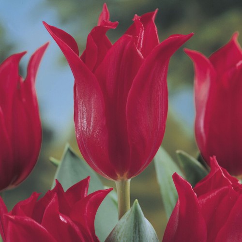 Tulip Lily Pretty Woman Bulbs