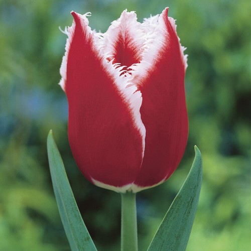 Tulip Fringed Canasta Bulbs