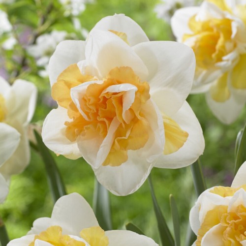 King Alfred Daffodil Bulbs | Buy Online | Boston Bulbs