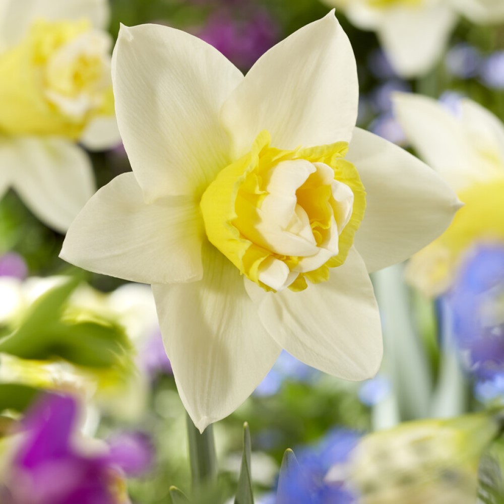 Daffodil Golden Pearl