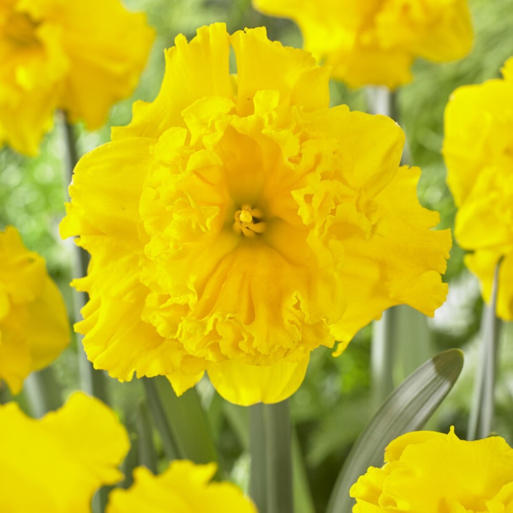 Pheasant's Eye Daffodil Bulbs | Buy Online | Boston Bulbs