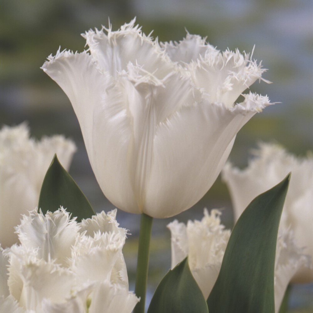 Tulip Fringed Honeymoon Bulbs | Buy Online | Boston Bulbs