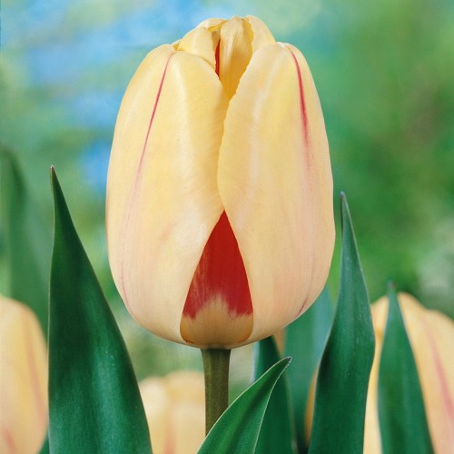 Tulip Darwin Burning Heart...
