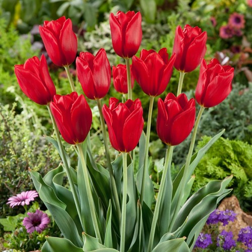 Tulip Triumph Kingsblood Bulbs