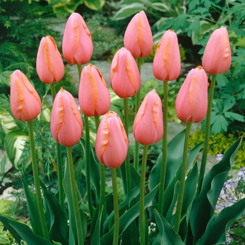 Tulip Single Late Menton Bulbs