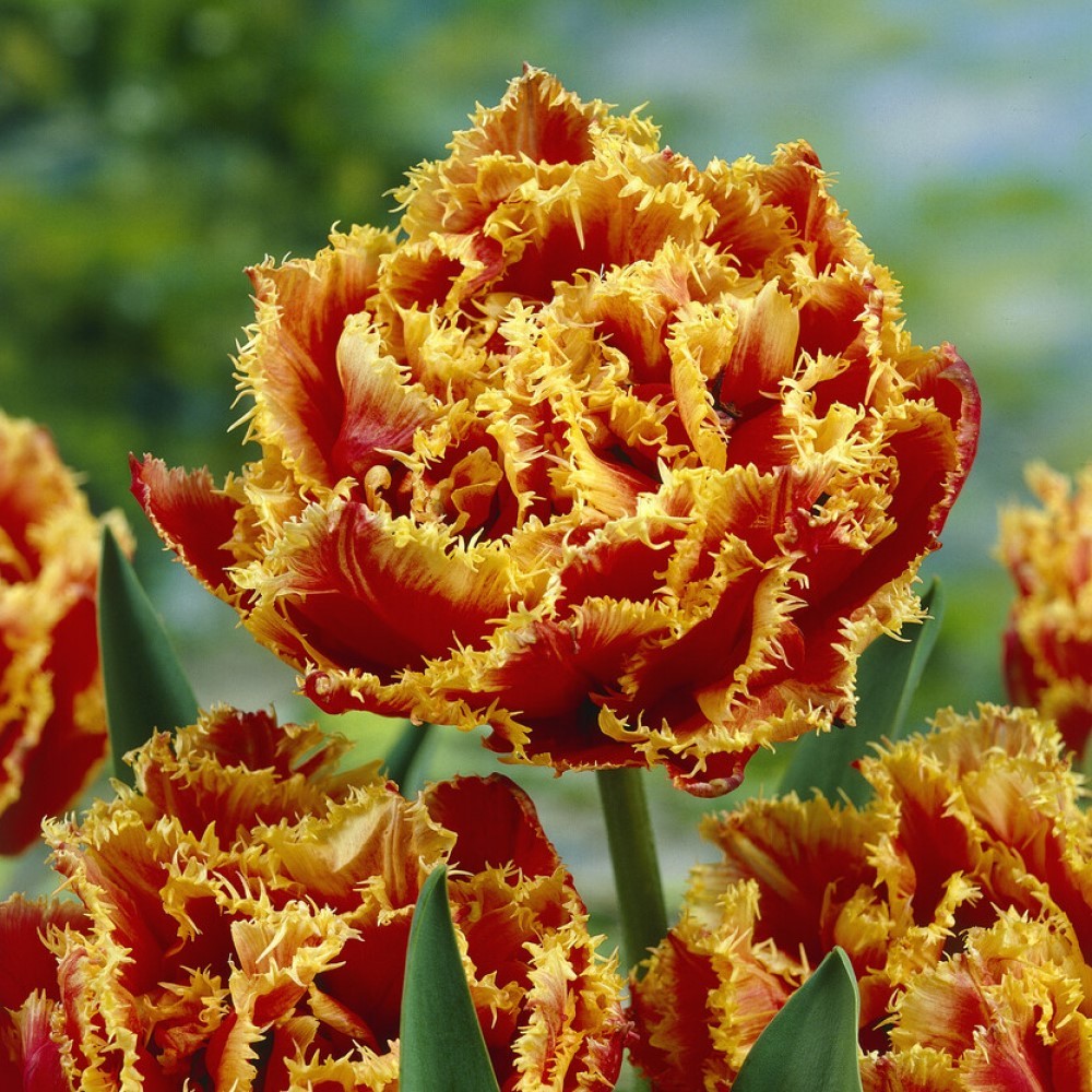 Negrita Tulip Bulbs - Triumph Tulips | Buy Online | Boston Bulbs