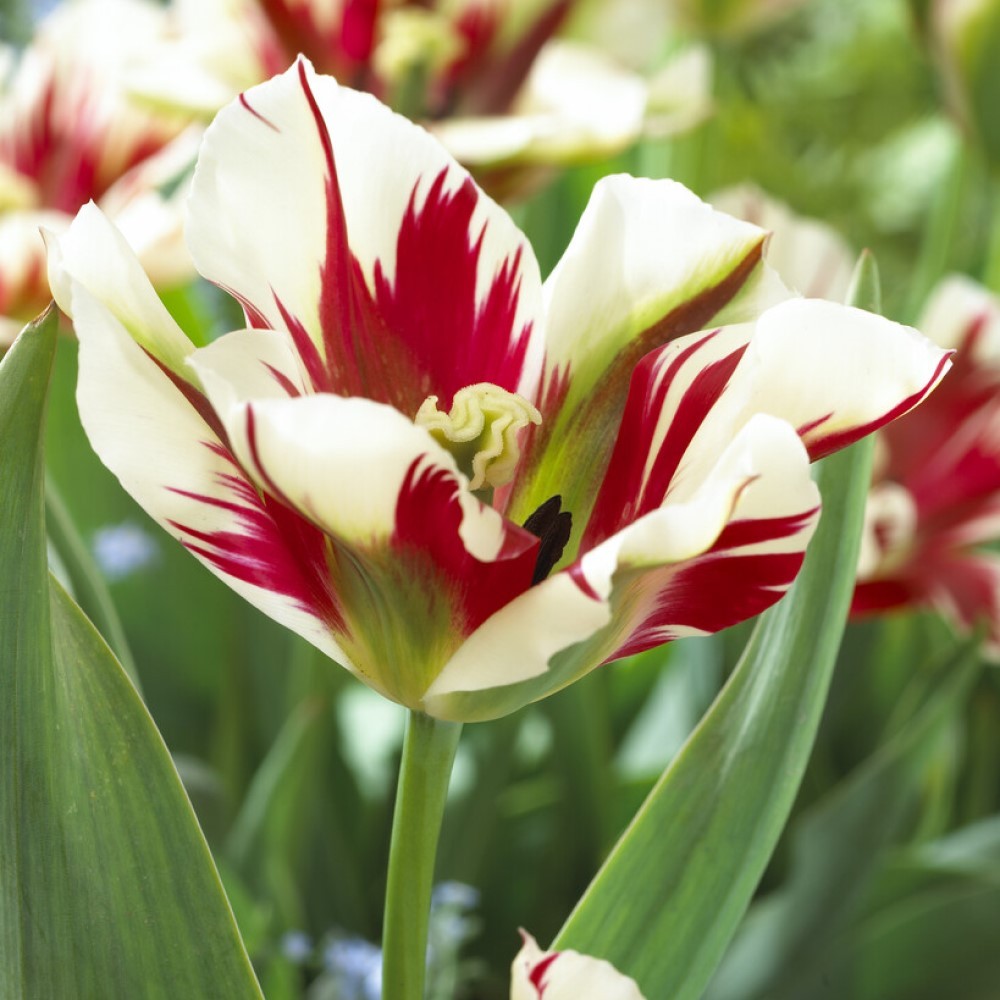 Tulip Viridiflora Flaming Spring Green Bulbs | Buy Online | Boston Bulbs