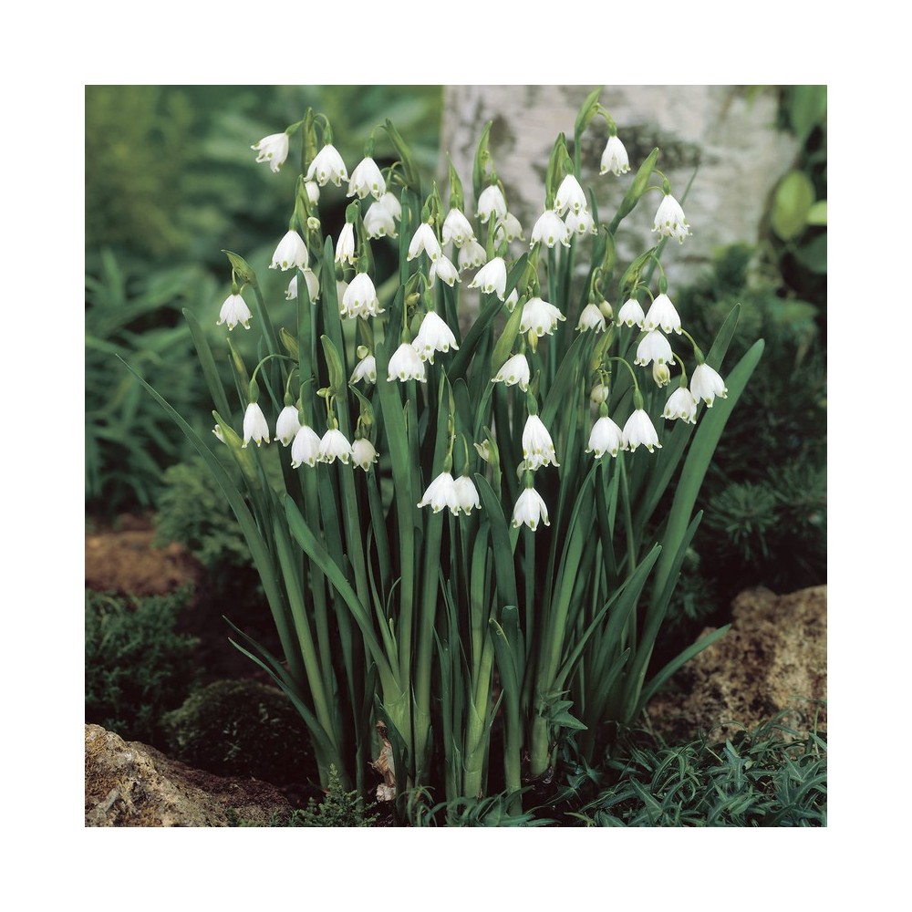 Lily Of The Valley Bulbs in the Green (Convallaria Majalis)