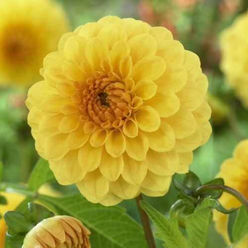 Golden Scepter Pompon Dahlia