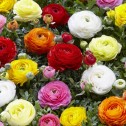 Ranunculus Mixed Bulbs