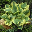 Hosta Aureomarginata Bulbs