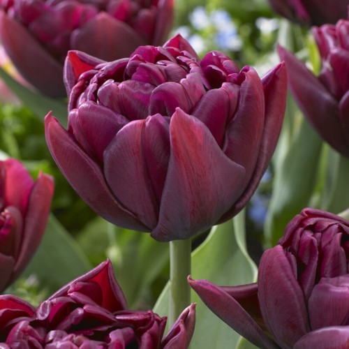 Tulip Bulbs | Buy Online at Wholesale Prices | Boston Bulbs