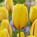 Tulip Single Late La Courtine