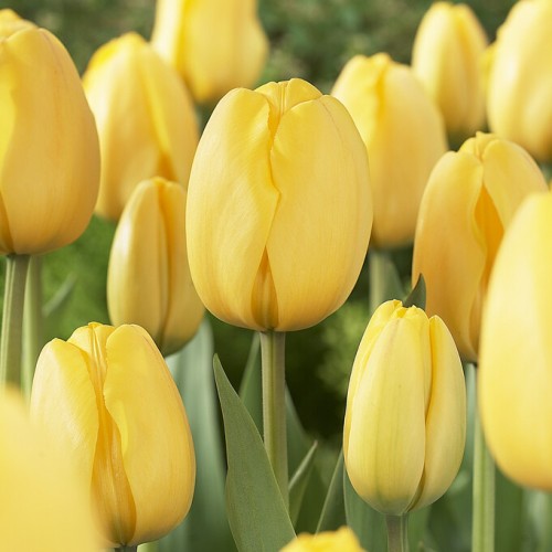 Tulip Darwin Golden Parade...