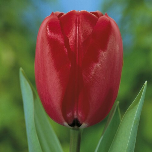 Tulip Triumph Cherry Red Bulbs