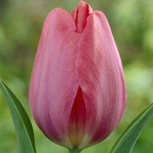 Tulip Darwin Van Eijk Bulbs